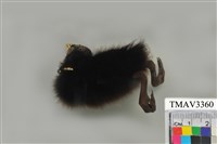 藏品(紅冠水雞)的圖片